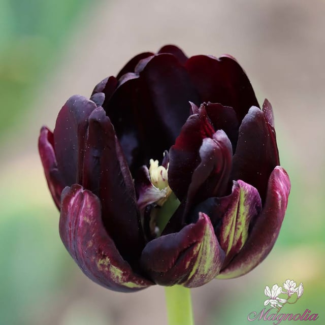 Black Hero Bulbs