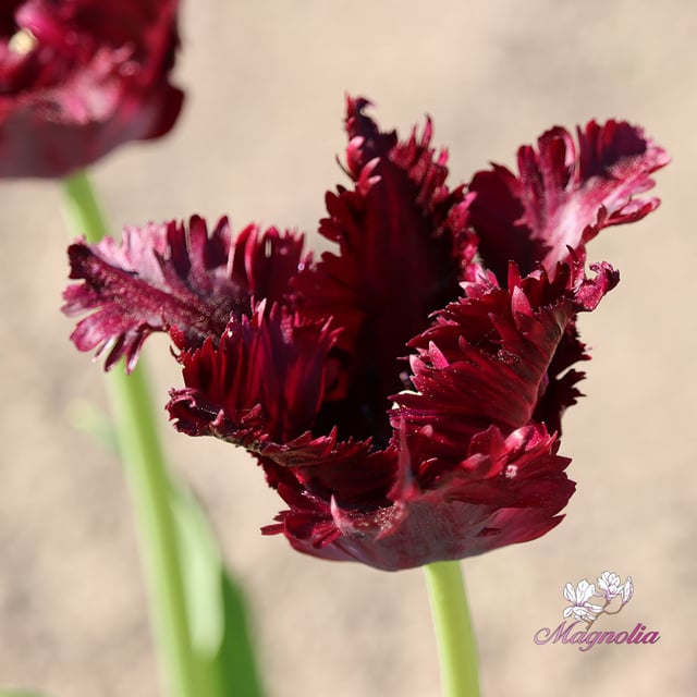 Black Parrot Bulbs