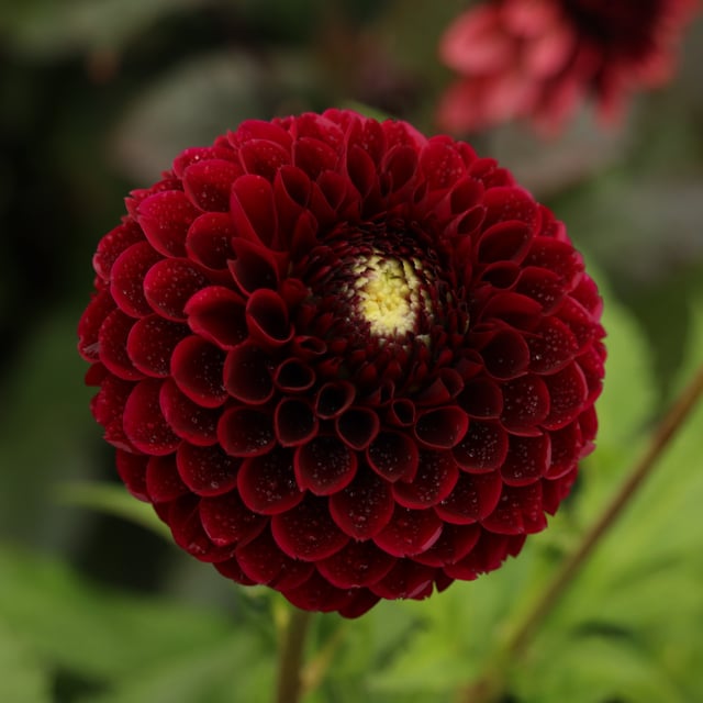Black Pierre Dahlia Knöl