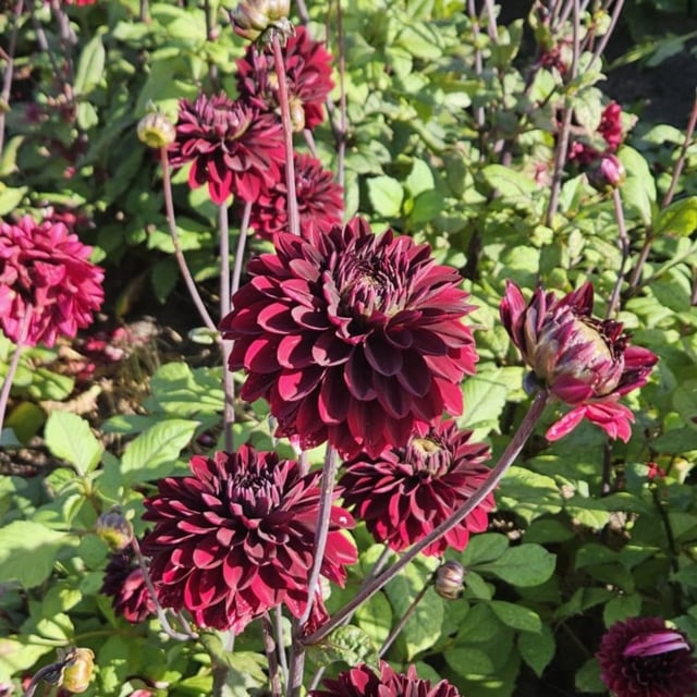Black Surprise