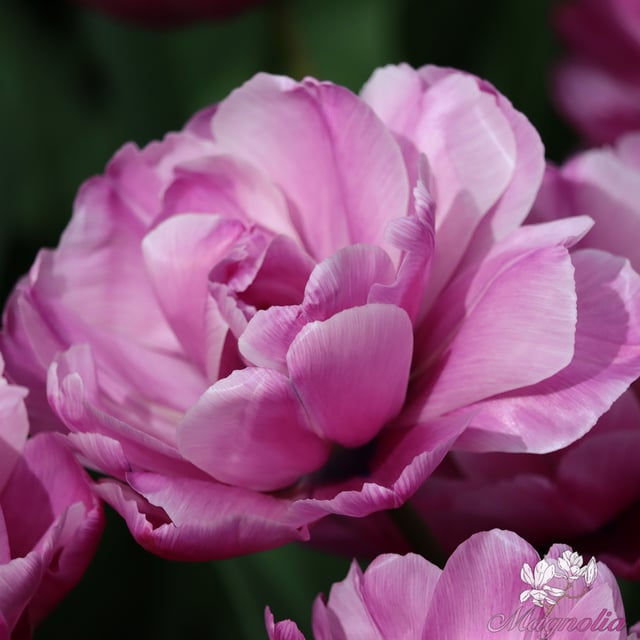 Blue Diamond Bulbs