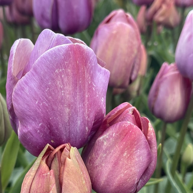 Blue Heaven Bulbs