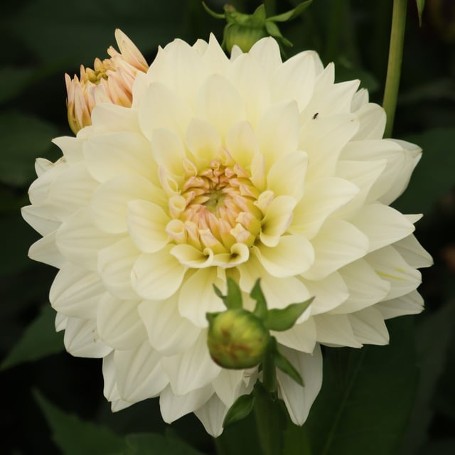 Blushing Idylle Dahlia Knöl