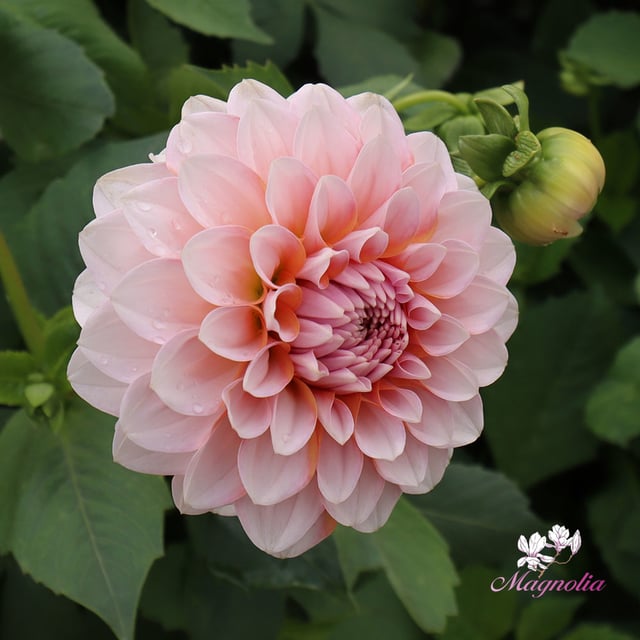 Blushing Swede Blomstrar