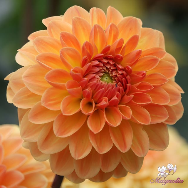Blyton Softer Gleam