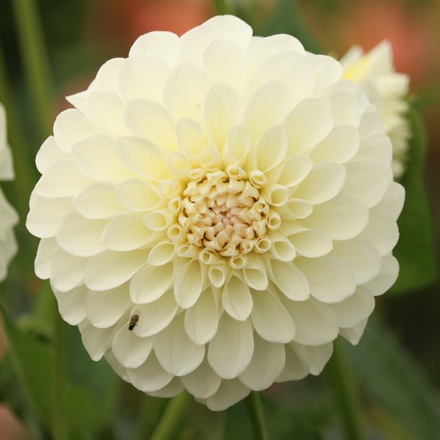 Boom Boom White Dahlia Tuber