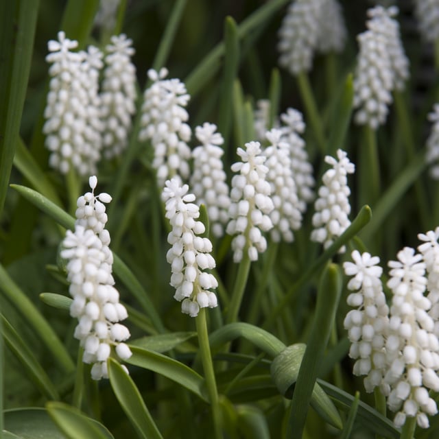 Botryoides Album Bulbs