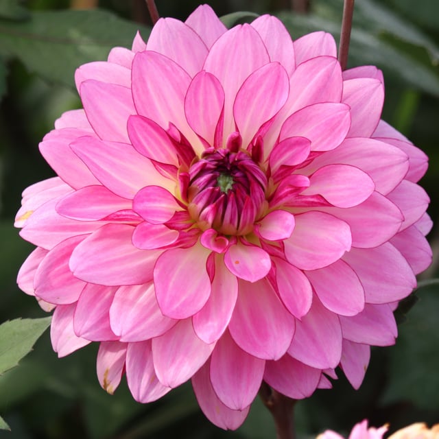 Bright Amethyst Dahlia Tuber