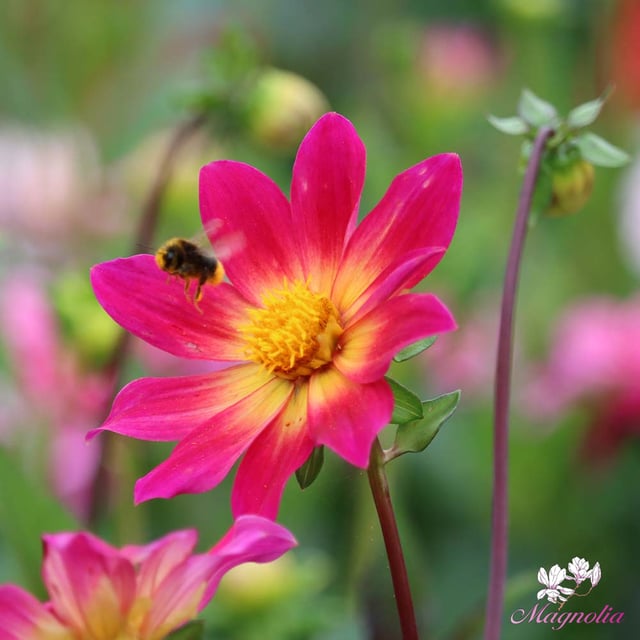 Bright Eyes Dahlia Tuber