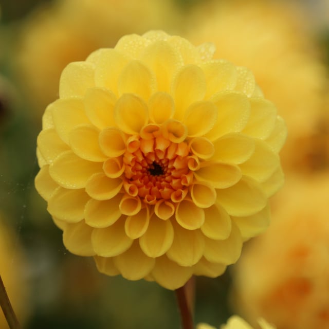 Britt Dahlia Tuber