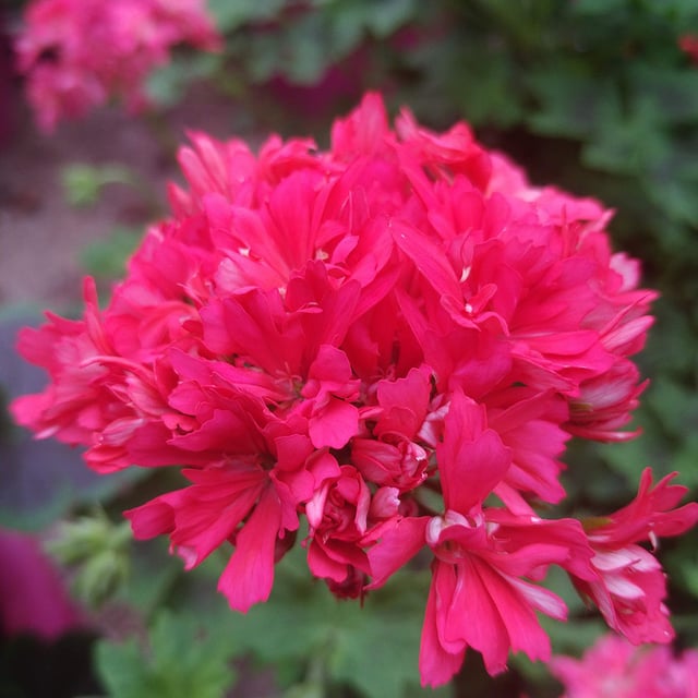 Bugle