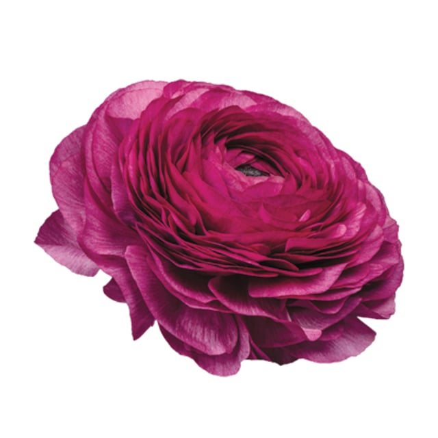 Ranunculus Asiaticus Purple