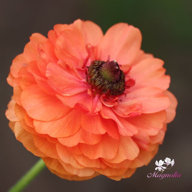Ranunculus Asiaticus Orange