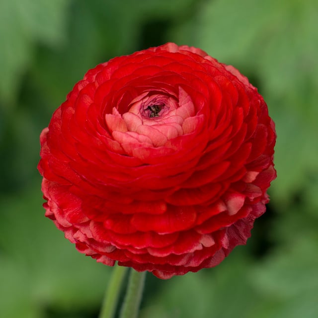 Ranunculus Asiaticus Red