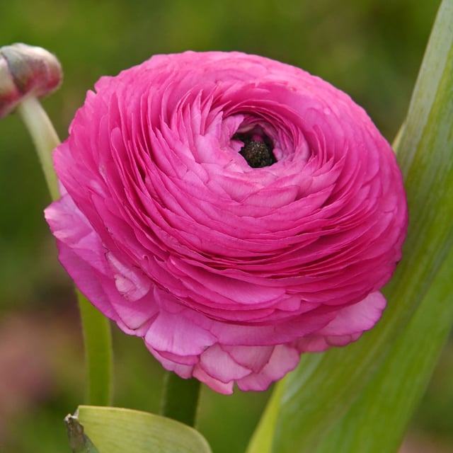 Ranunculus Asiaticus Pink