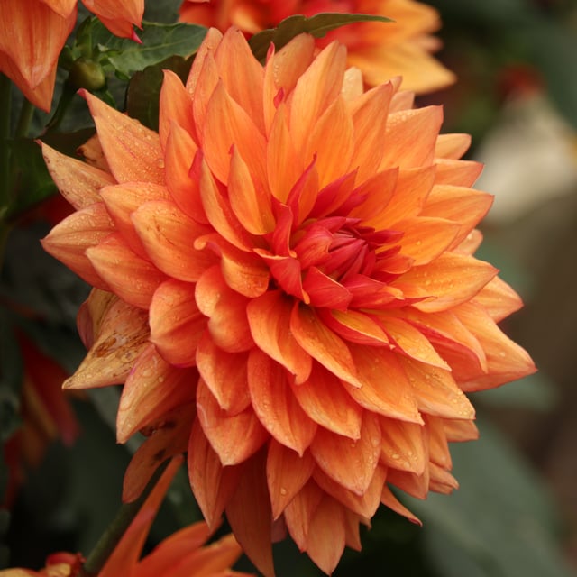 Burning Idylle Dahlia Knöl