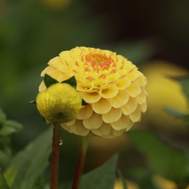 Buttercup Dahlia Tuber