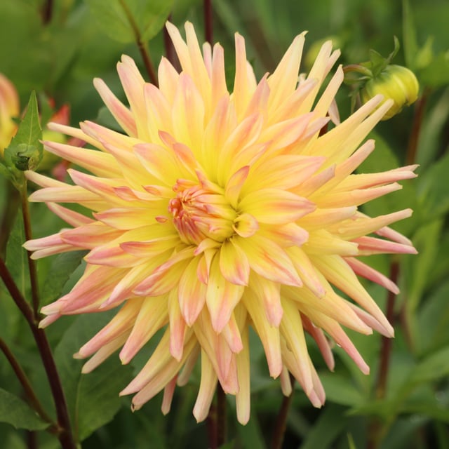 Cabana Banana Dahlia Tuber
