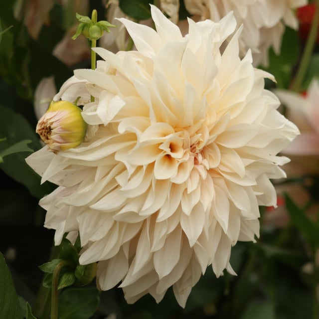 Café au Lait Dahlia Tuber