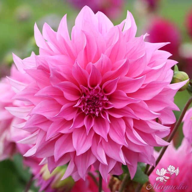 Café au Lait Rosé