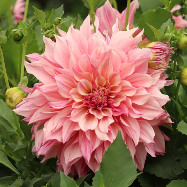 Café au Lait Royal Dahlia Tuber