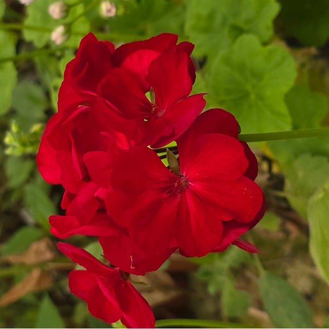Calliope Dark Red