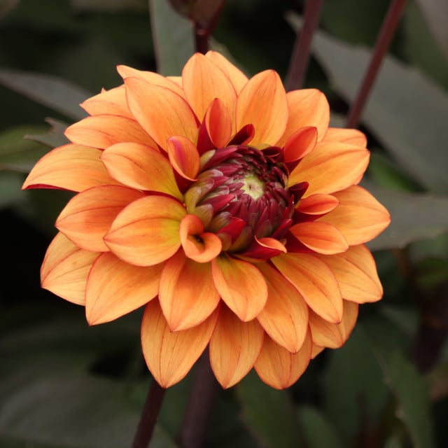 Calvados Idylle Dahlia Knöl