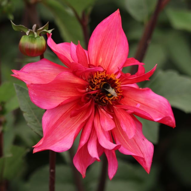 Campari Soda Dahlia Tuber