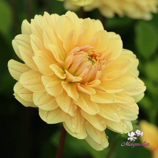 Canary Idylle (Cutting)