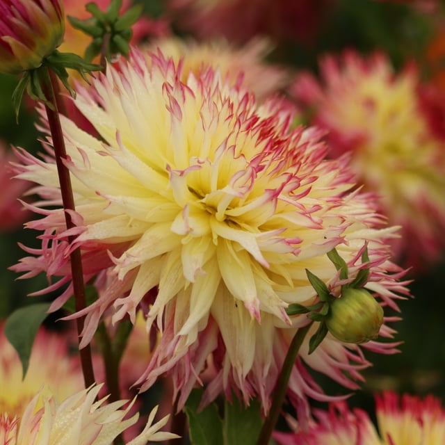 Caproz Josephine Dahlia Tuber