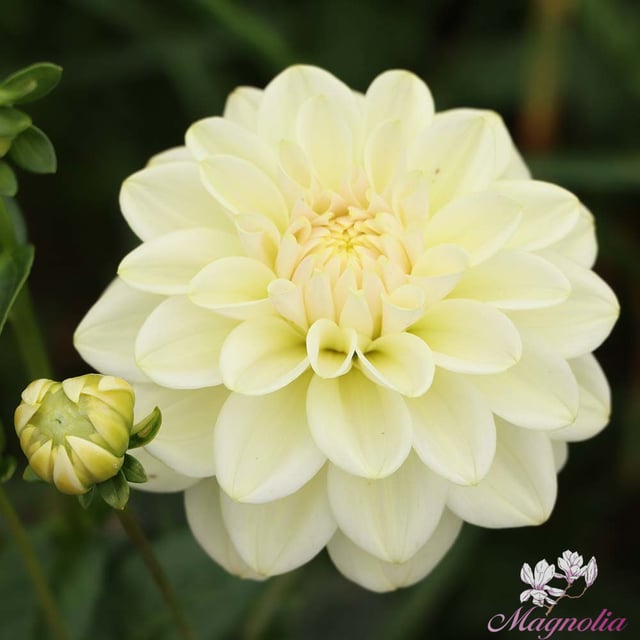Caramel Antique
