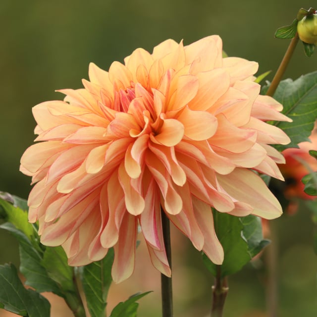 Caramel Idylle Dahlia Knöl