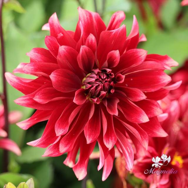 Cherry Cream Idylle