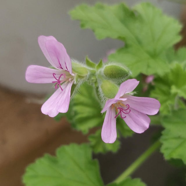 Citronella