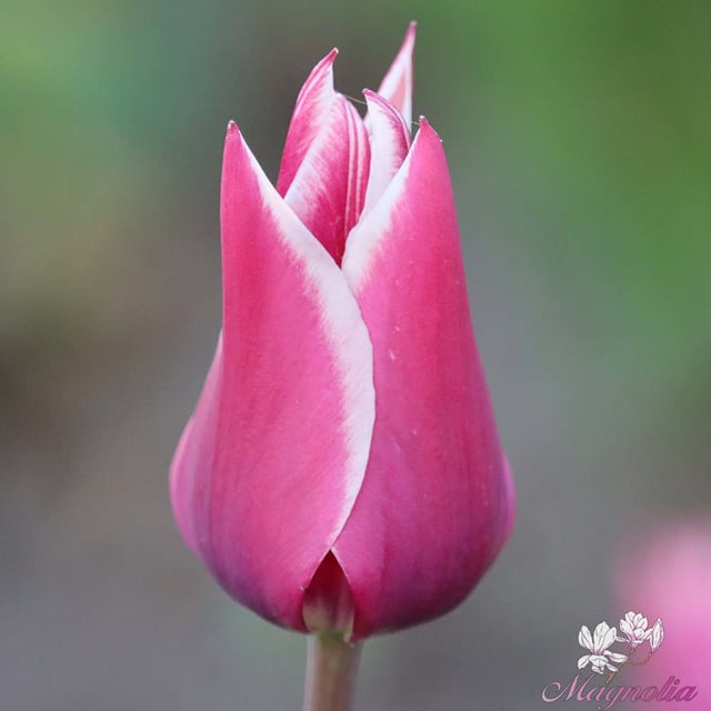 Claudia Bulbs