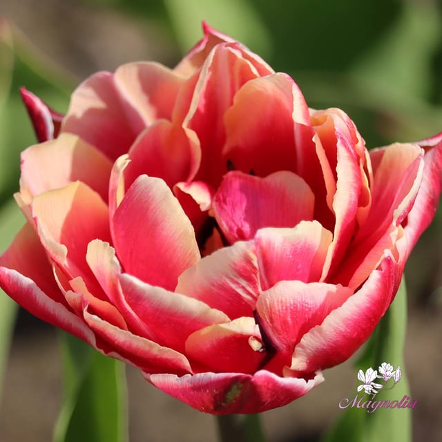 Columbus Bulbs