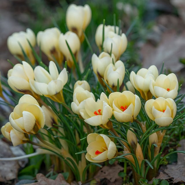 Cream Beauty Bulbs