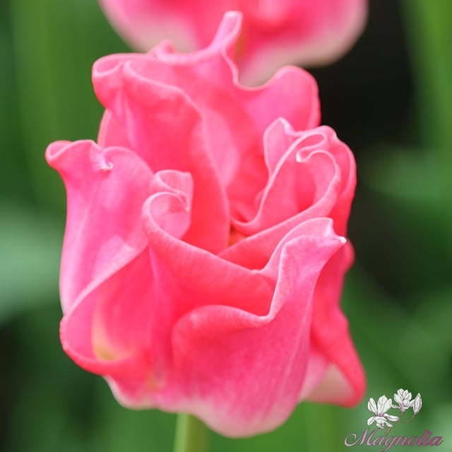 Crown of Dynasty Bulbs