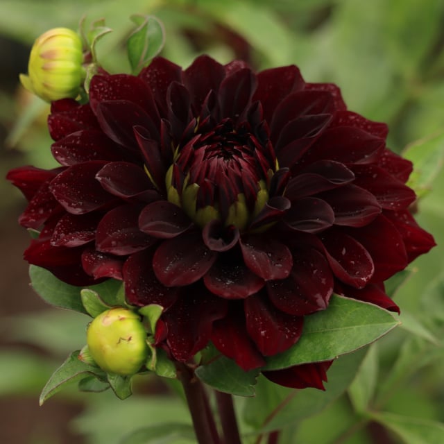 Czarny Charakter Dahlia Tuber