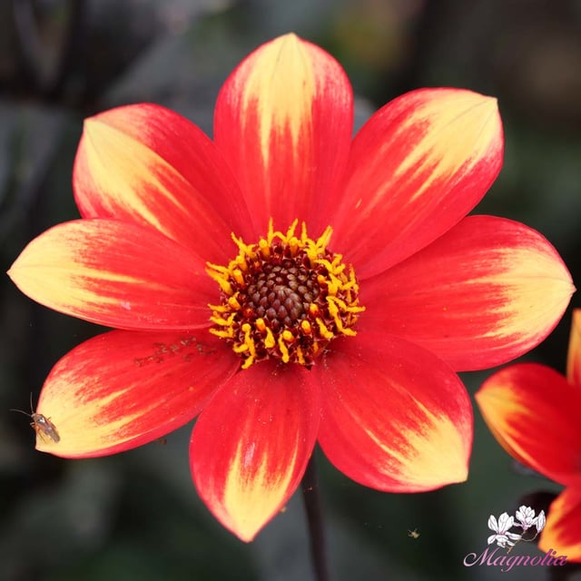 Dahlegria Bicolore