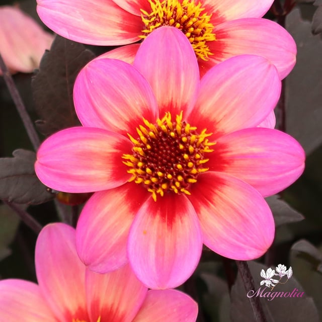Dahlegria Tricolore