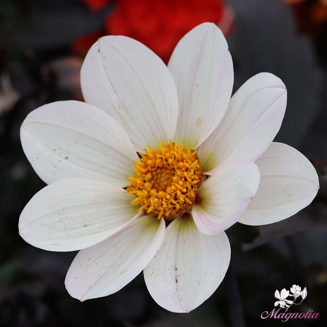 Dahlegria White