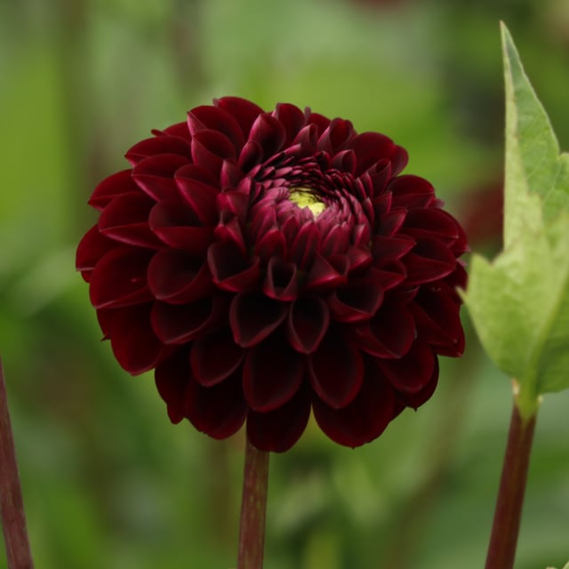 Dark Spirit Dahlia Knöl
