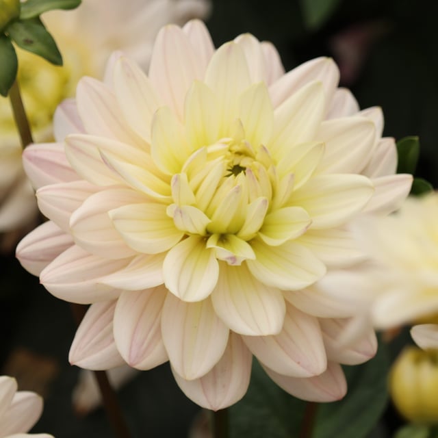 Diana's Memory Dahlia Tuber