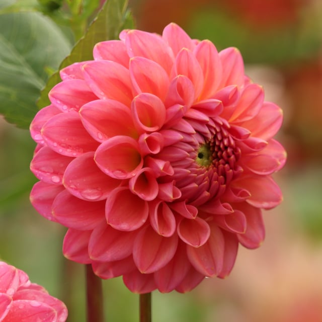 Dikara Superb Dahlia Knöl