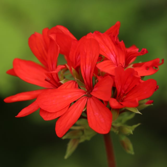 Distinction Pelargon Stickling