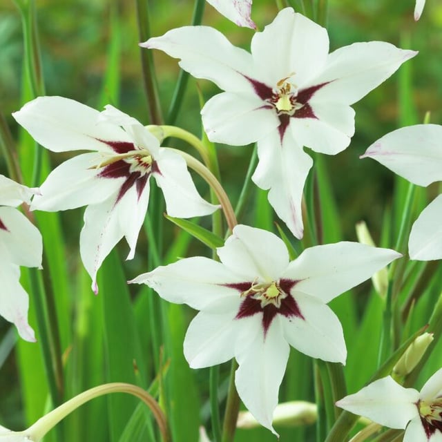 Callianthus Murielae