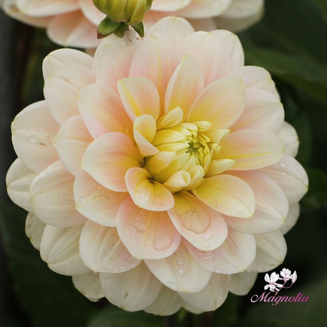 Dolce Anna