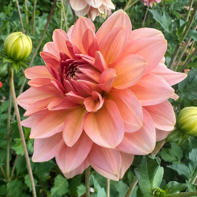 Dolce Eva Dahlia Knöl