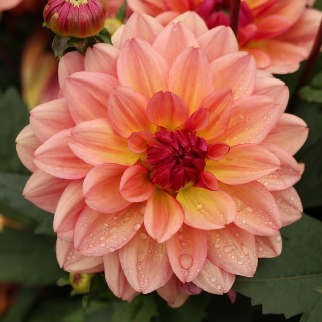 Dolce Vera Dahlia Knöl